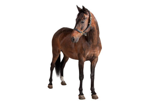 馬