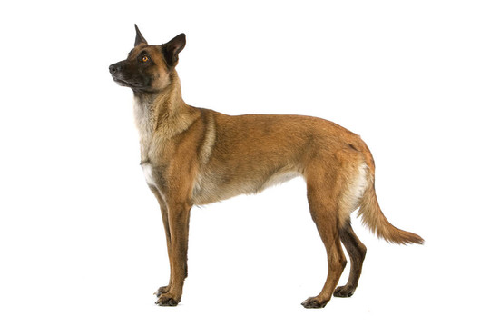 比利時牧羊犬