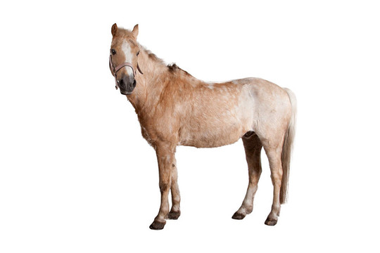 馬
