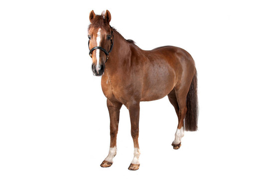 馬