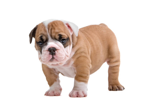 英國斗牛犬