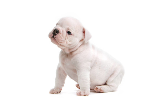 英國(guó)斗牛犬