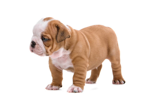 英國斗牛犬