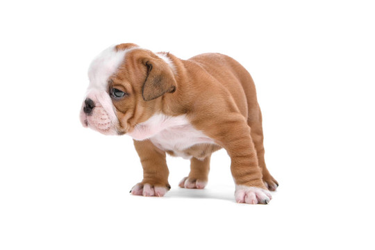 英國斗牛犬