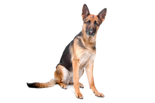德國牧羊犬