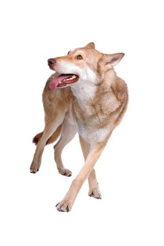 薩阿路斯狼獵犬