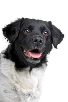 斯塔比嚎犬狗