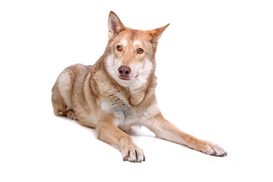 薩阿路斯狼獵犬