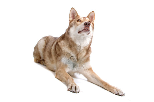 薩阿路斯狼獵犬