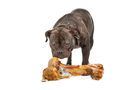 英國(guó)斗牛犬