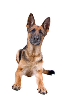 德國(guó)牧羊犬