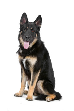 德國(guó)牧羊犬