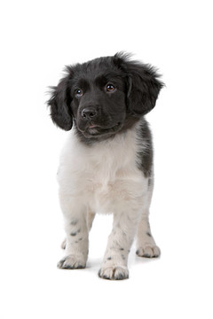 斯塔比嚎犬或弗里斯蘭指示犬