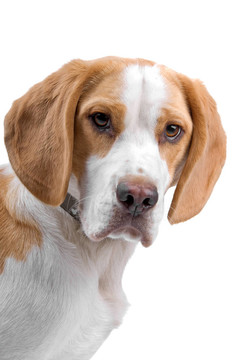 比格犬