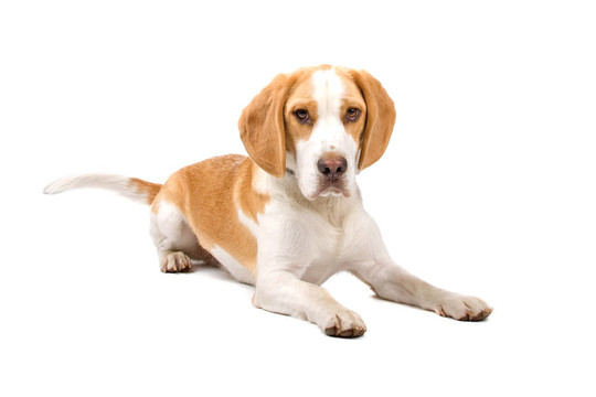 比格犬