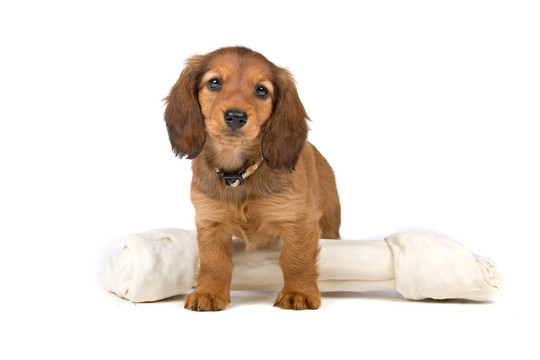 臘腸犬