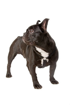 法國(guó)斗牛犬