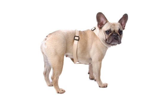 法國斗牛犬
