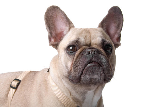 法國(guó)斗牛犬