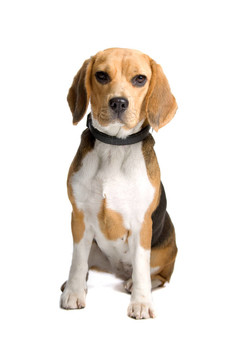比格犬