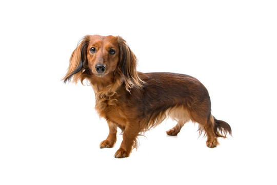 臘腸犬