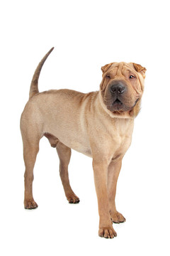沙皮犬