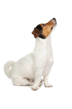 jack russel梗
