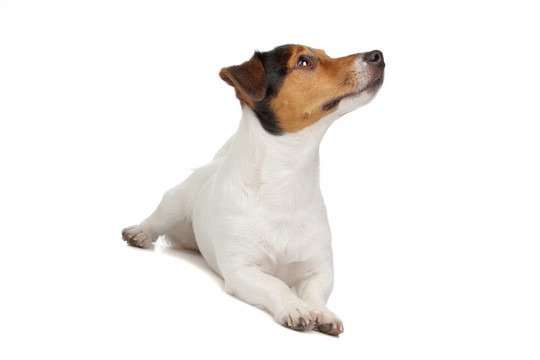 jack russel梗