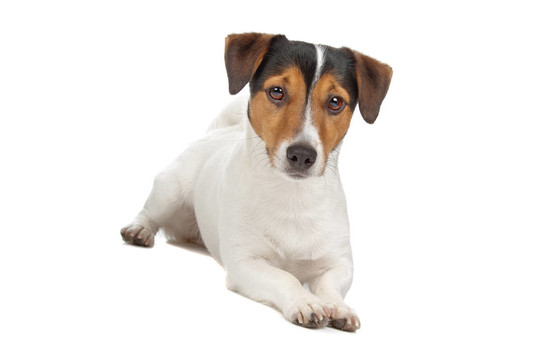 jack russel梗