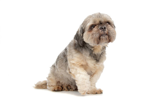拉薩犬