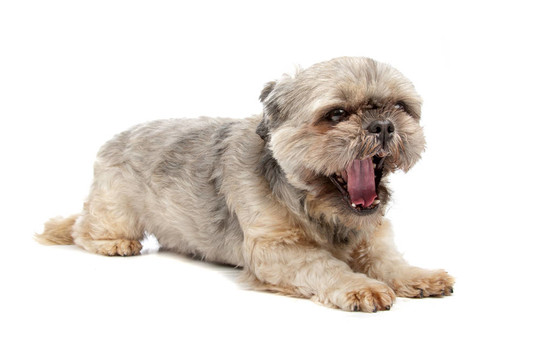 拉薩犬