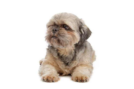 拉薩犬