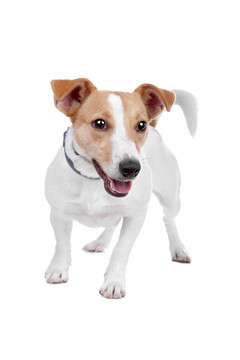 jack russel梗
