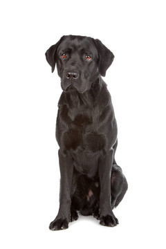 黑色拉布拉多犬