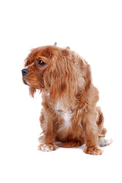 查理士王小獵犬