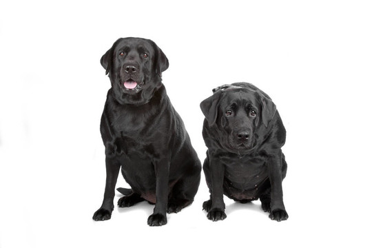 兩只黑色的拉布拉多犬