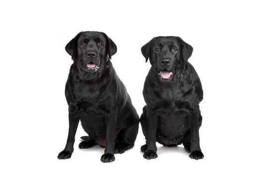 兩只黑色的拉布拉多犬