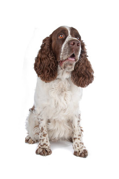英國史賓格犬
