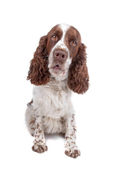 英國史賓格犬