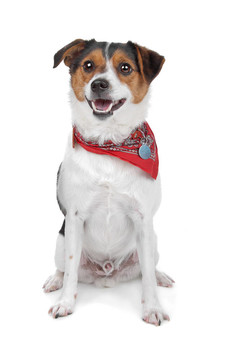 jack russel梗