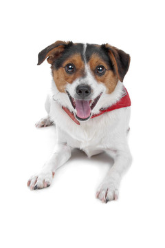 jack russel梗