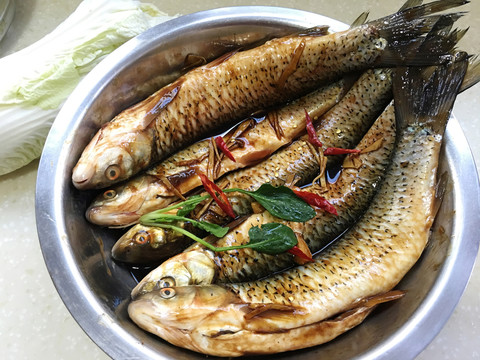 黃河野生紅眼魚