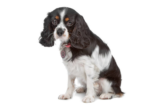 查理士王小獵犬