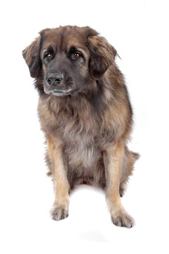 萊昂貝格犬