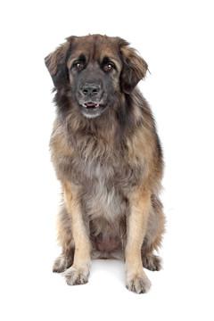 萊昂貝格犬