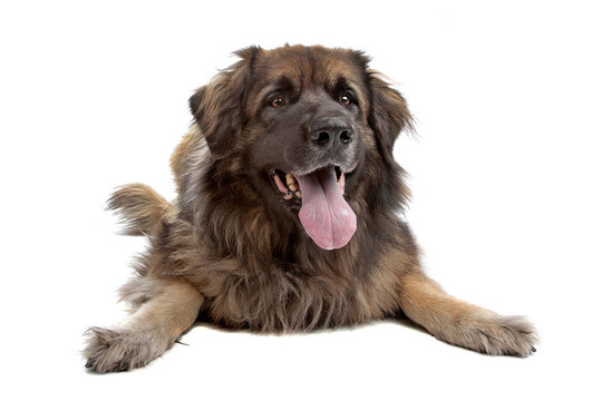 萊昂貝格犬