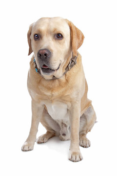 金毛尋回犬