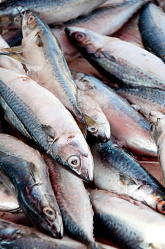 魚3