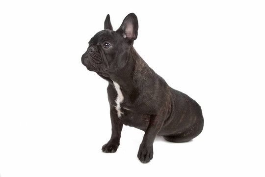 法國(guó)斗牛犬