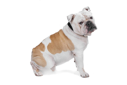 英國(guó)斗牛犬